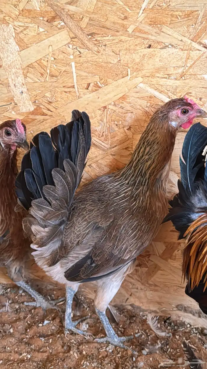 دجاج عربي ترثه اصيل فري 28