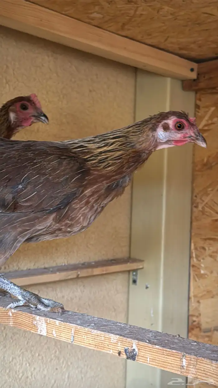 دجاج عربي ترثه اصيل فري 50