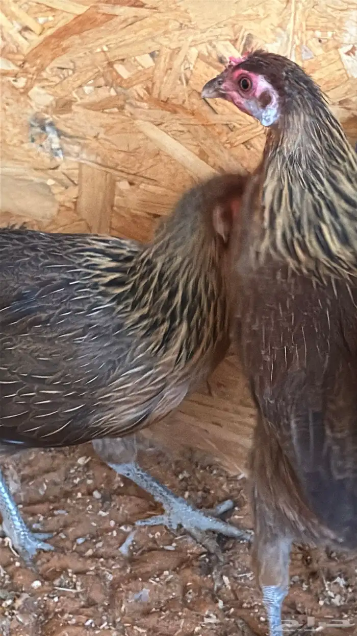 دجاج عربي ترثه اصيل فري 48