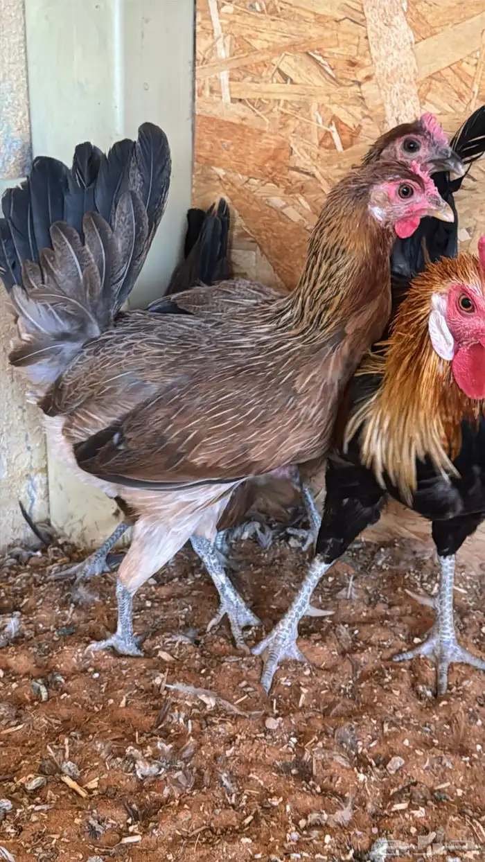 دجاج عربي ترثه اصيل فري 32