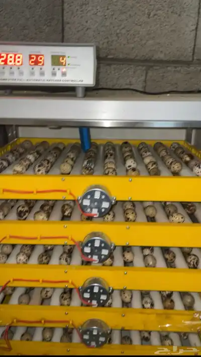 بيض سمان مخصب للفقاسات index