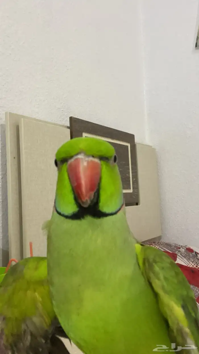 ببغاء الدرة هندية للبيع اثنين واحد ذكر واحد أنثى 1