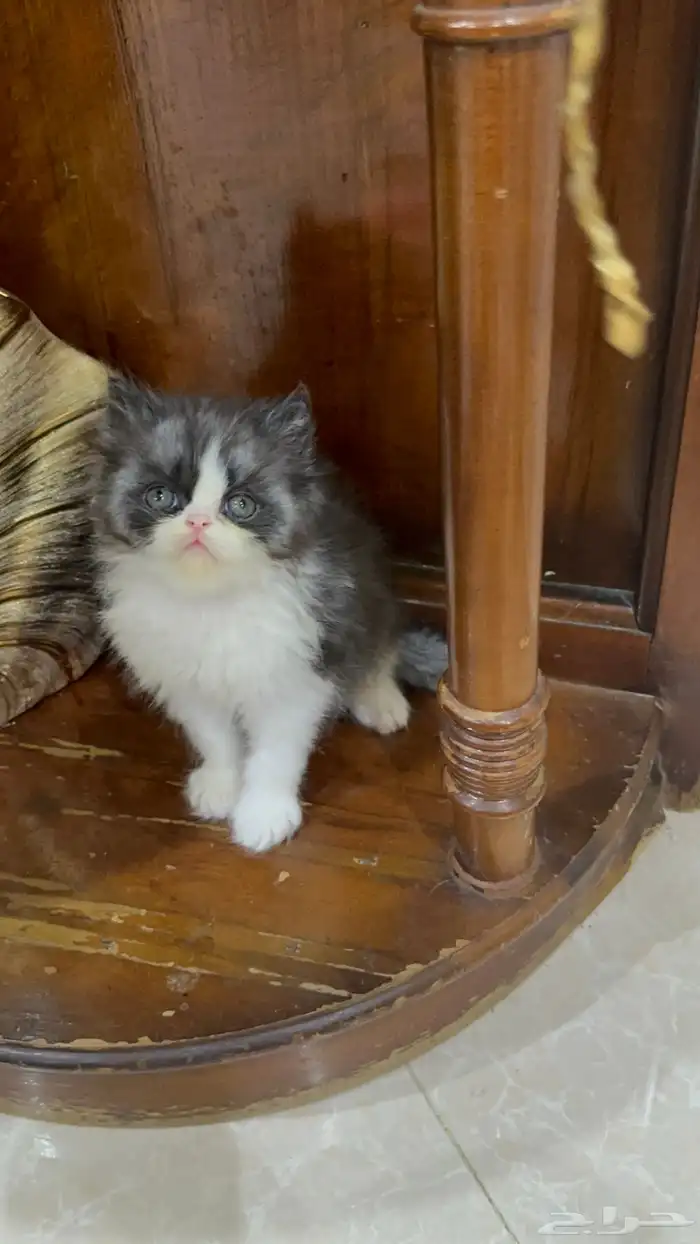 تلات دكور بيرشن بيكي فيس ودول فيس العمر شهر ونص 2