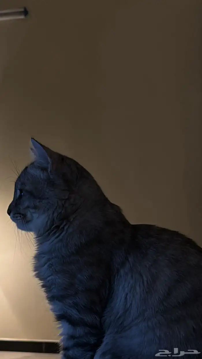 قط شيرازي تبني 3