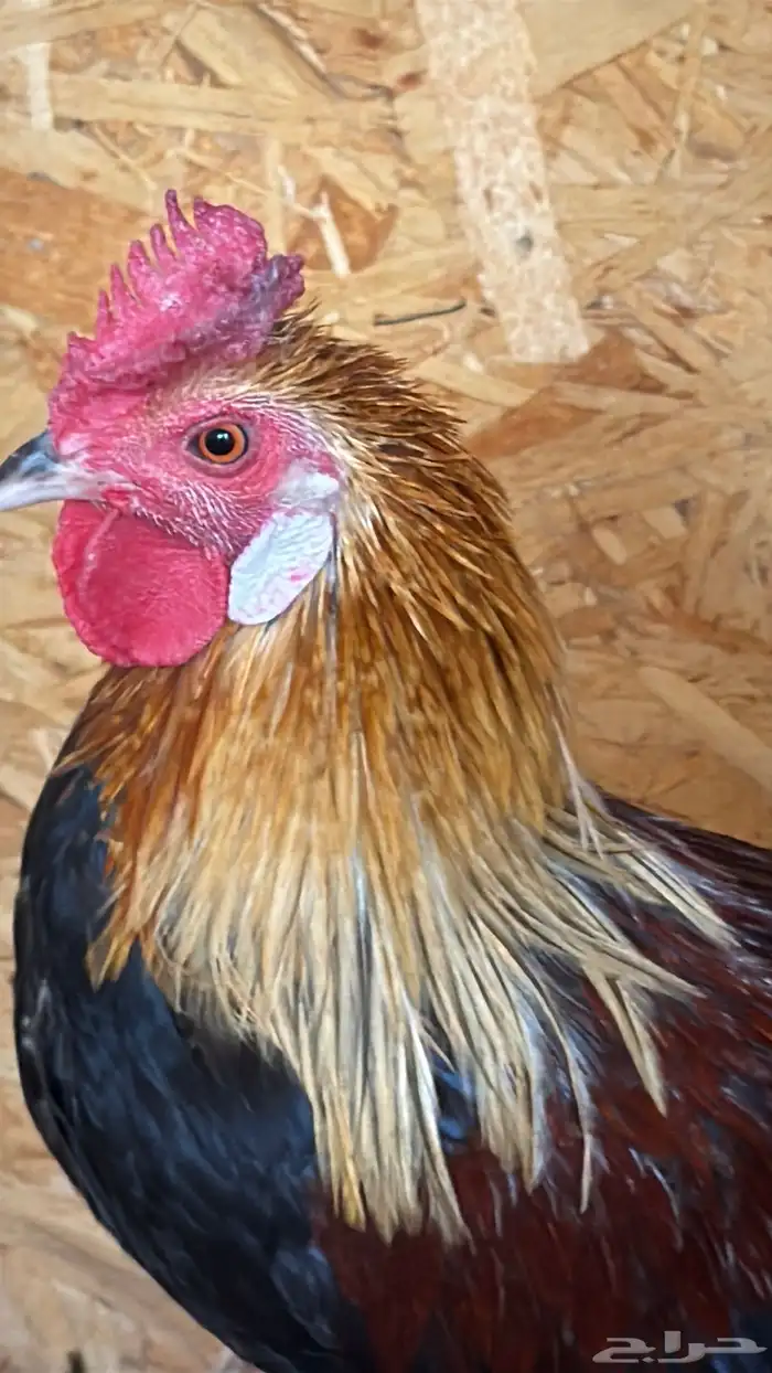 دجاج عربي ترثه اصيل فري 13