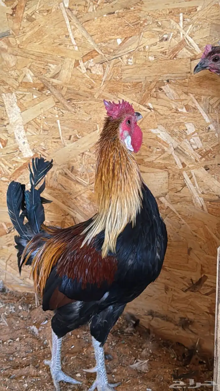 دجاج عربي ترثه اصيل فري 15