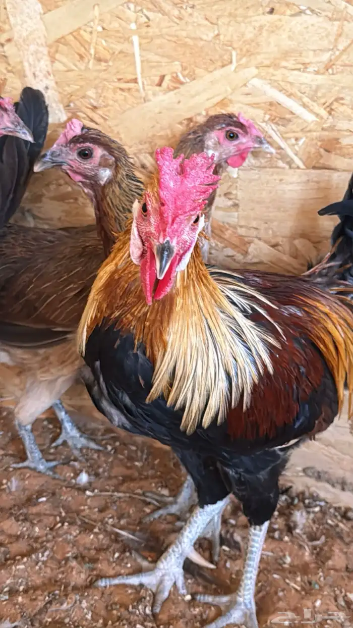 دجاج عربي ترثه اصيل فري 25