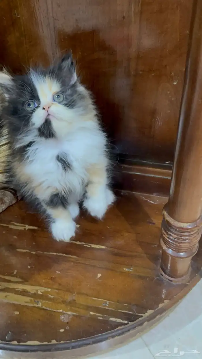 تلات دكور بيرشن بيكي فيس ودول فيس العمر شهر ونص 0