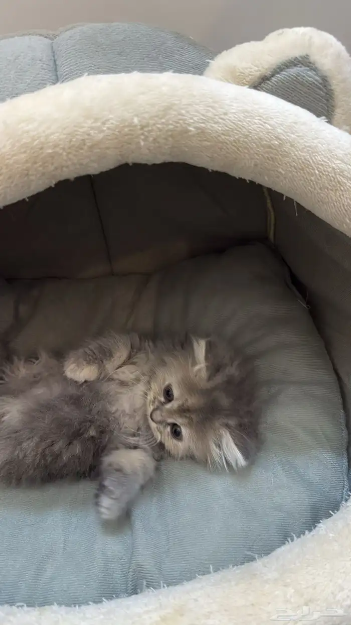 كيتن للبيع 1