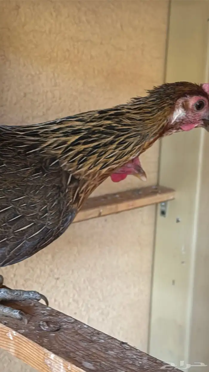 دجاج عربي ترثه اصيل فري 38