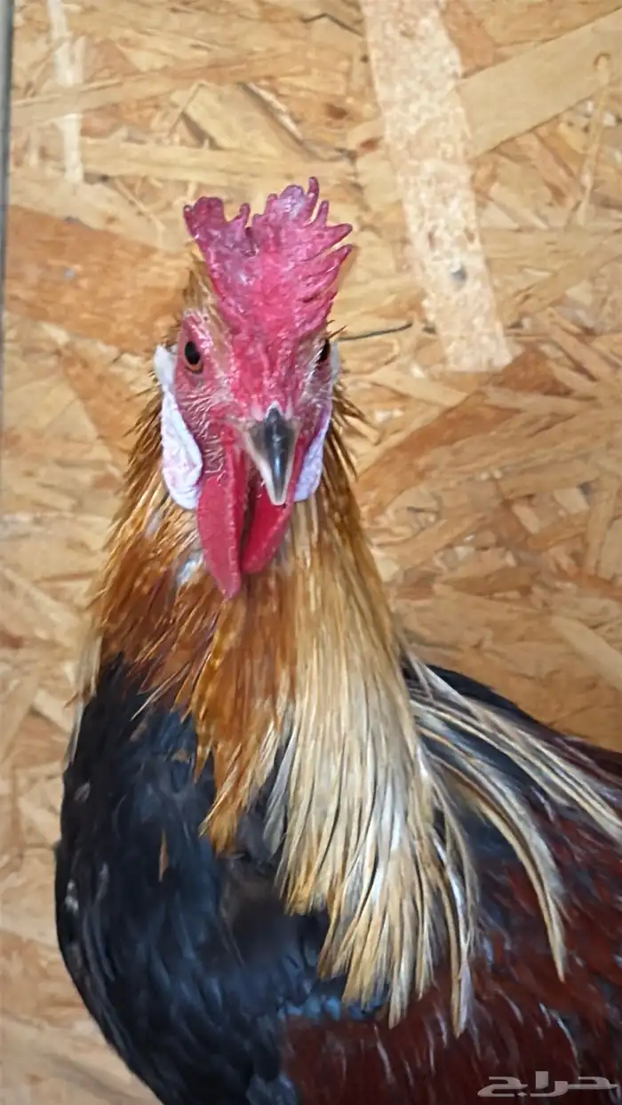 دجاج عربي ترثه اصيل فري 6