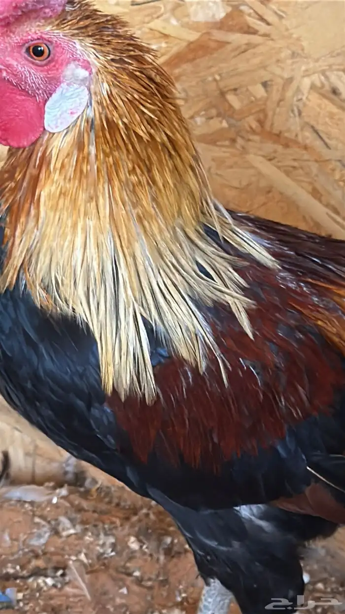 دجاج عربي ترثه اصيل فري 12