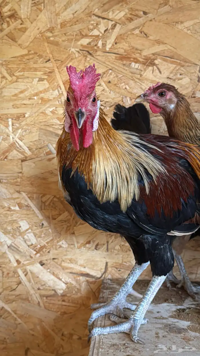 دجاج عربي ترثه اصيل فري 20