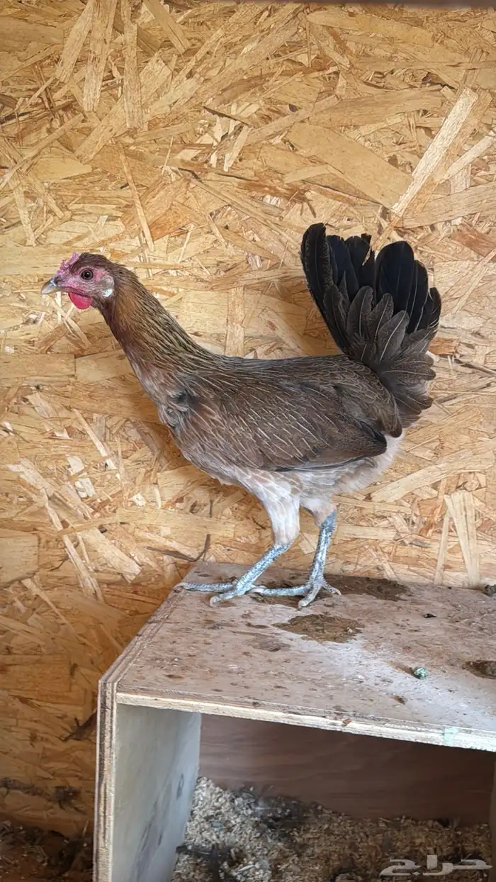 دجاج عربي ترثه اصيل فري 53