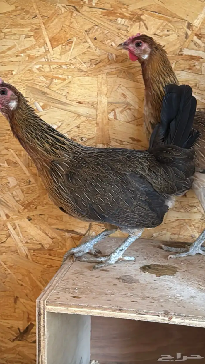 دجاج عربي ترثه اصيل فري 61