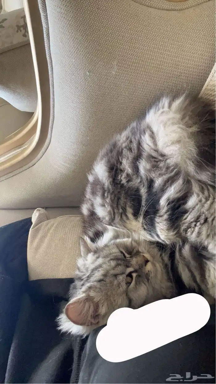 قط ذكر للتزاوج 2