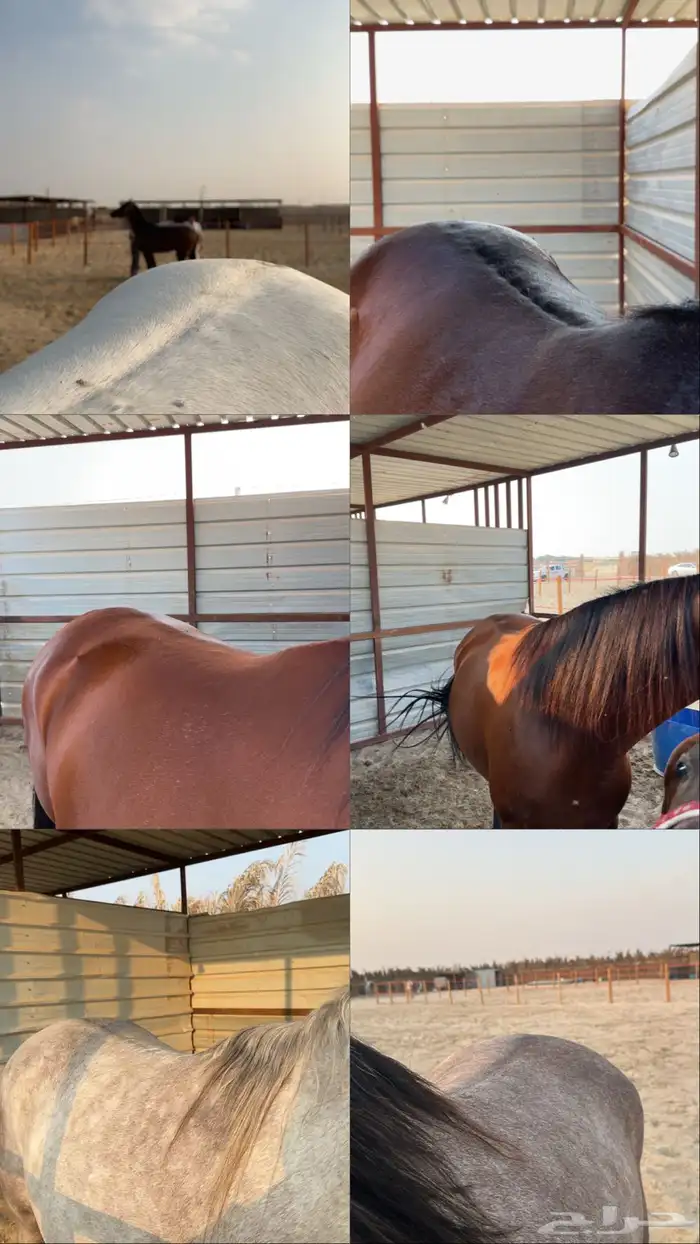 مربط نوادر الخيل 1