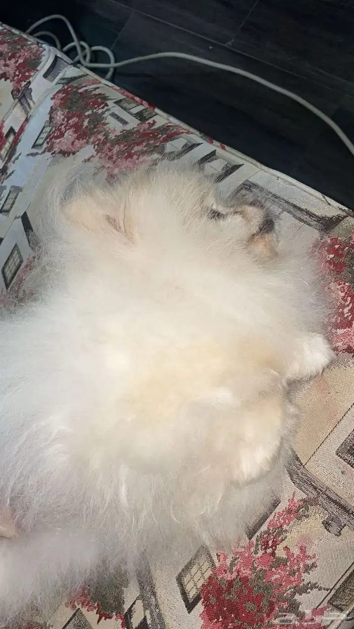 للبيع ذكر بومرينيان 1