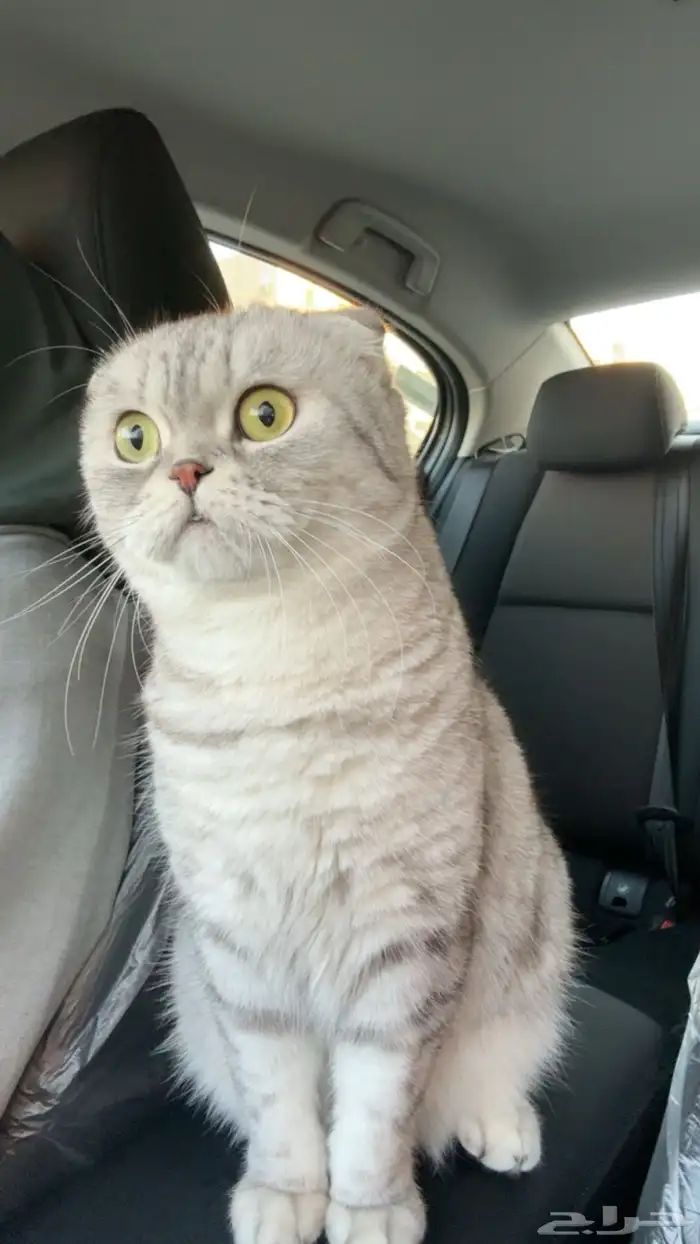 للبيع قطة سكوتش فولد 3