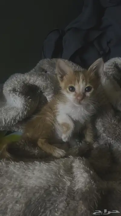 قطوه للتبني index