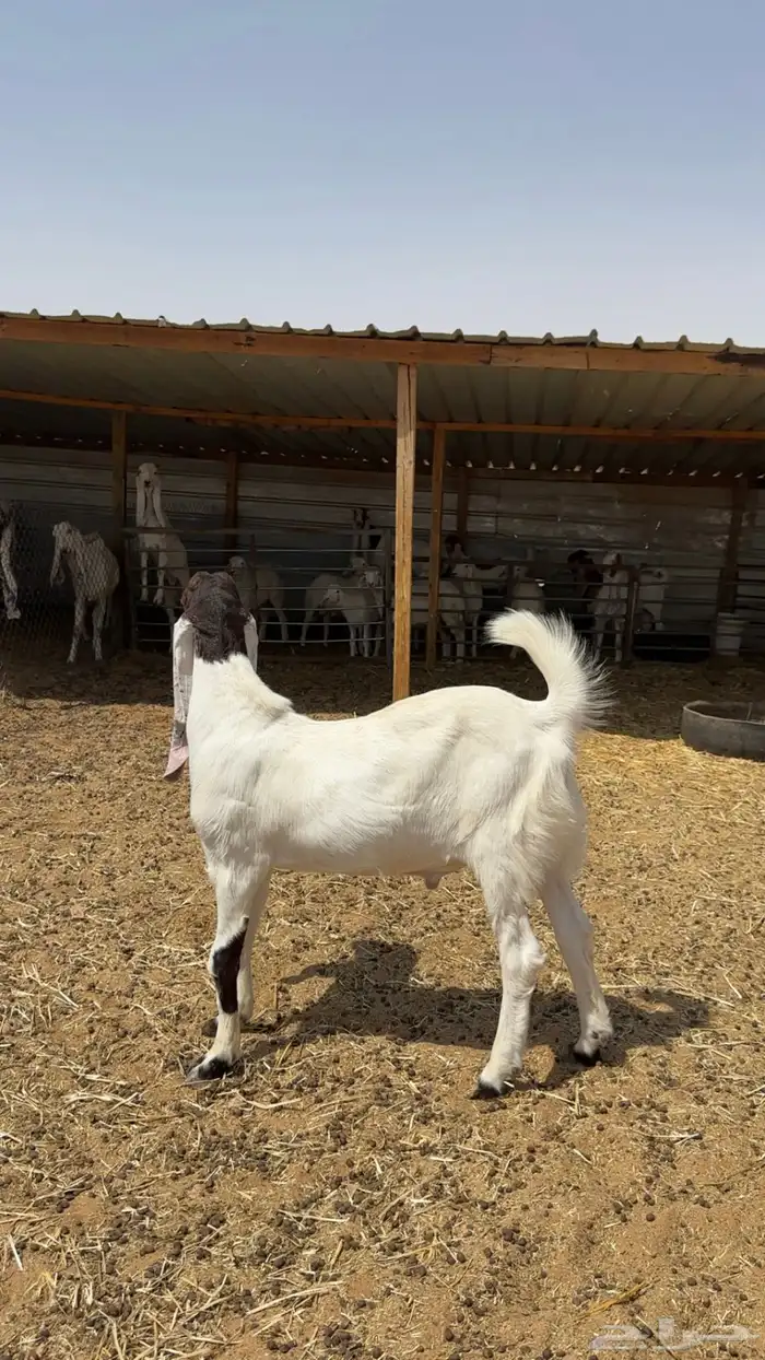 مشروع فحل هولندي مطور 2