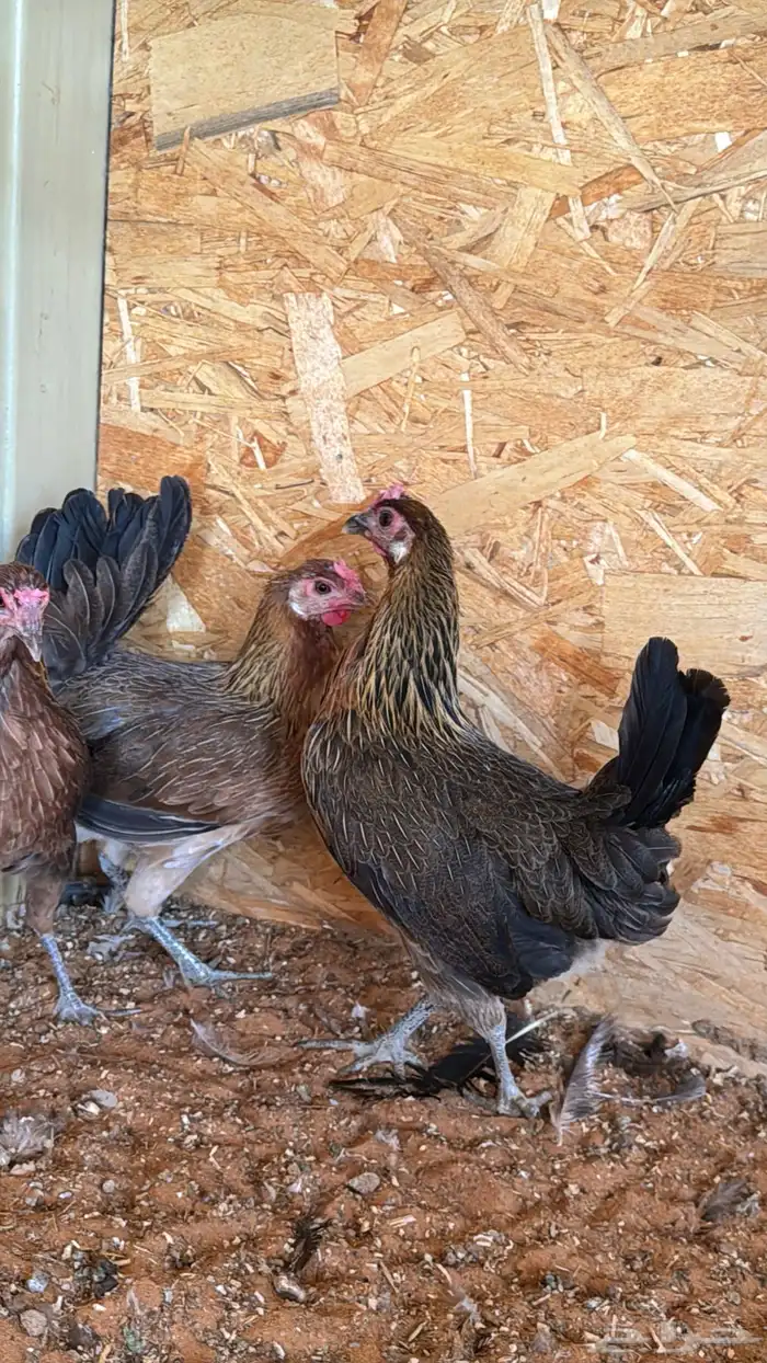 دجاج عربي ترثه اصيل فري 23