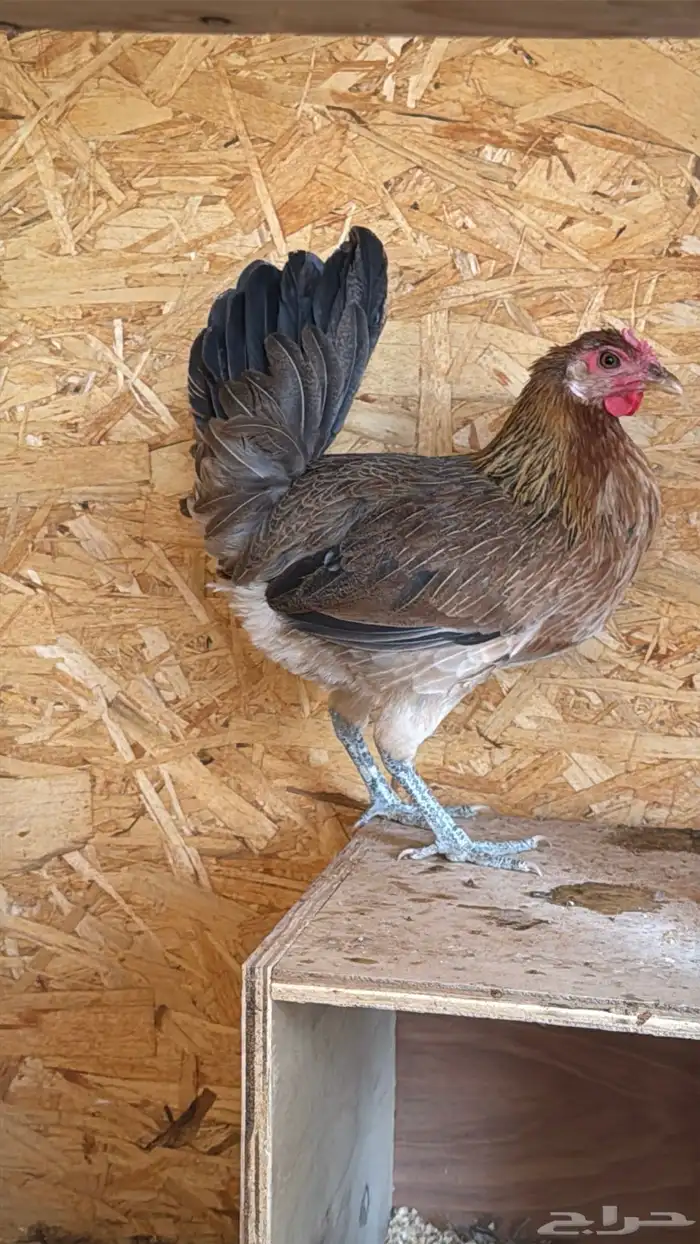 دجاج عربي ترثه اصيل فري 58