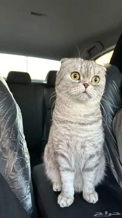 للبيع قطة سكوتش فولد index