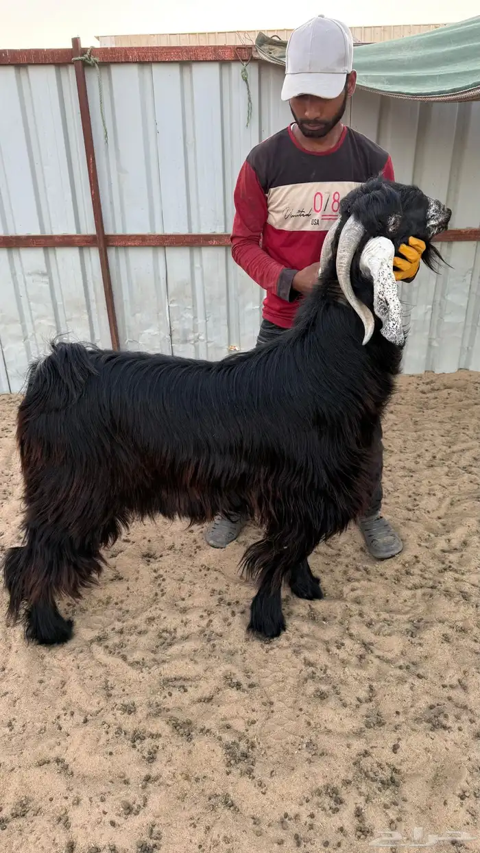 للبيع فحل عارضي كفوو 2