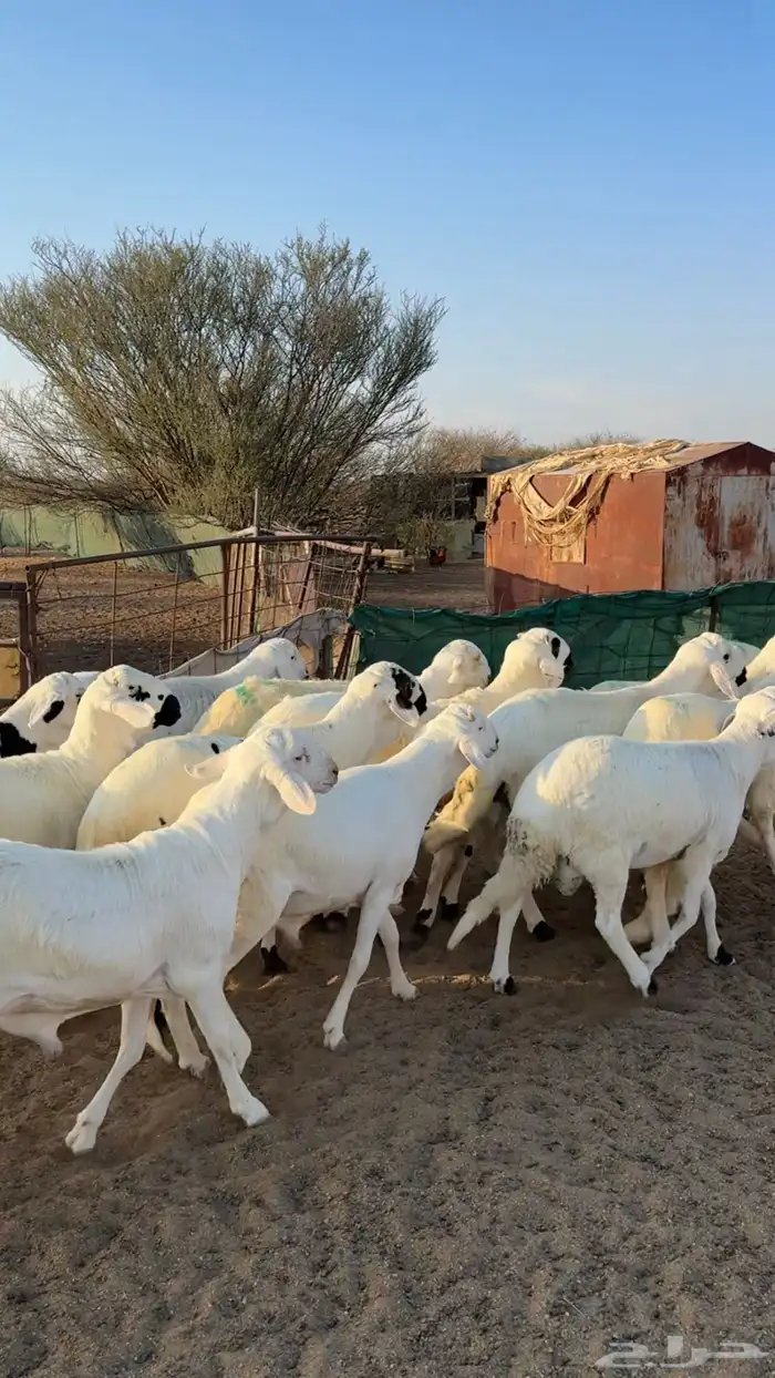 سواكن شبيه الحري شحم . 0