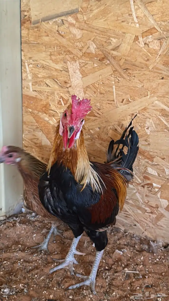 دجاج عربي ترثه اصيل فري 33