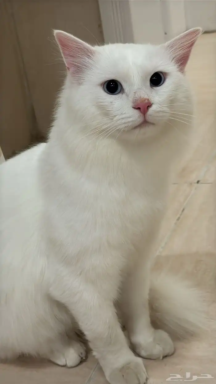 قطط للتبني 3