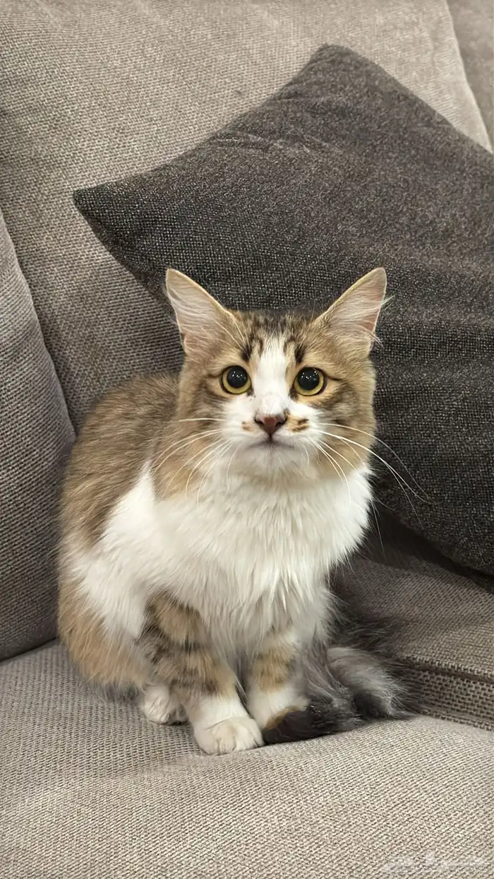 قطط للتبني 0