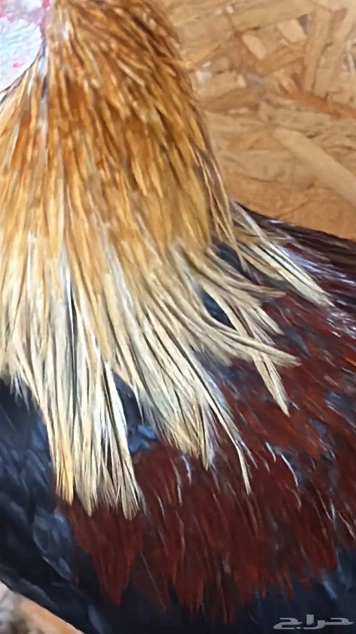 دجاج عربي ترثه اصيل فري 8