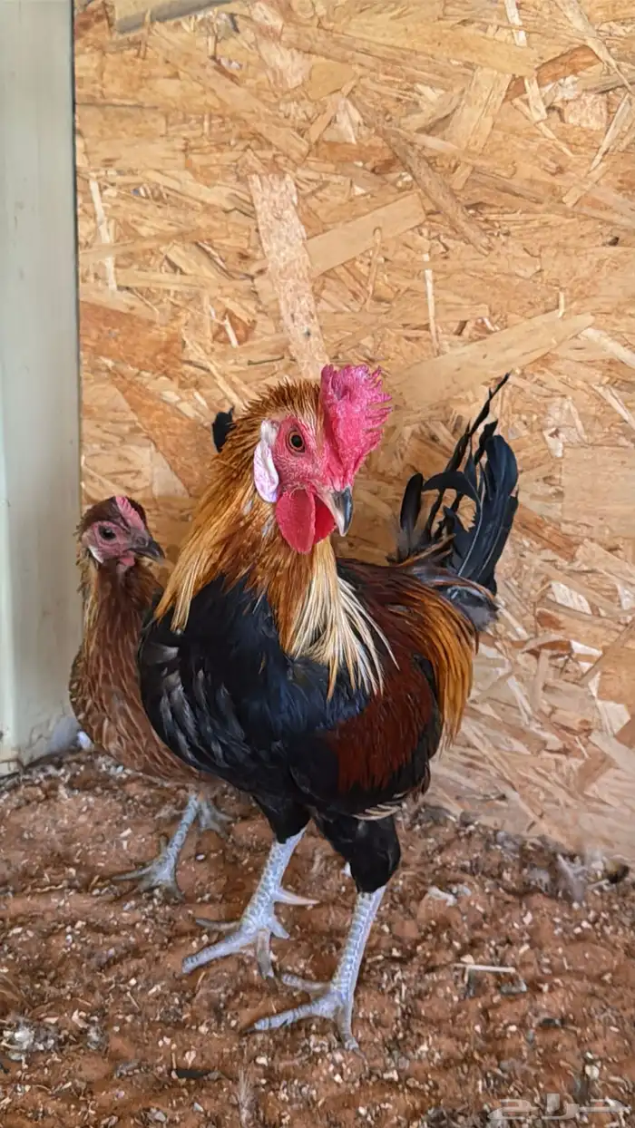 دجاج عربي ترثه اصيل فري 34