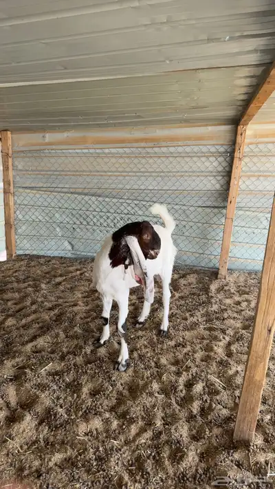 مشروع فحل هولندي مطور index