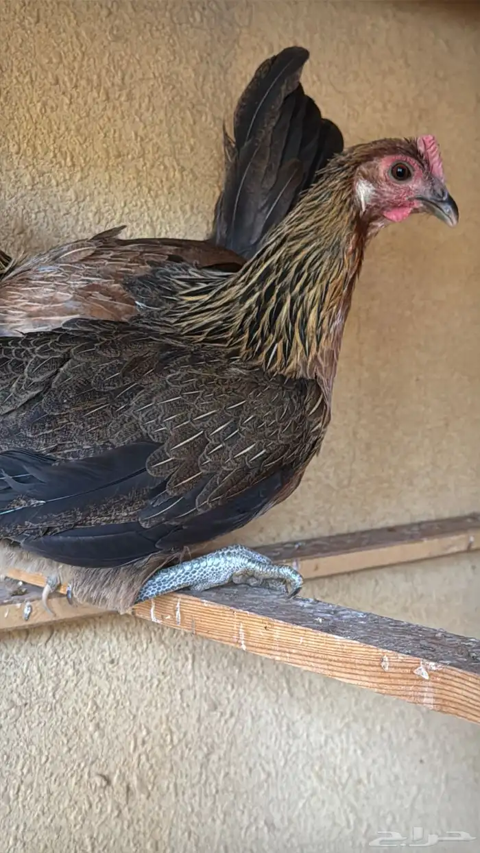 دجاج عربي ترثه اصيل فري 27