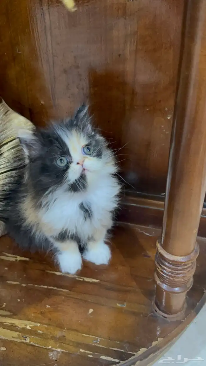 تلات دكور بيرشن بيكي فيس ودول فيس العمر شهر ونص 1