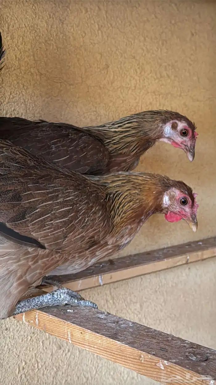 دجاج عربي ترثه اصيل فري 35
