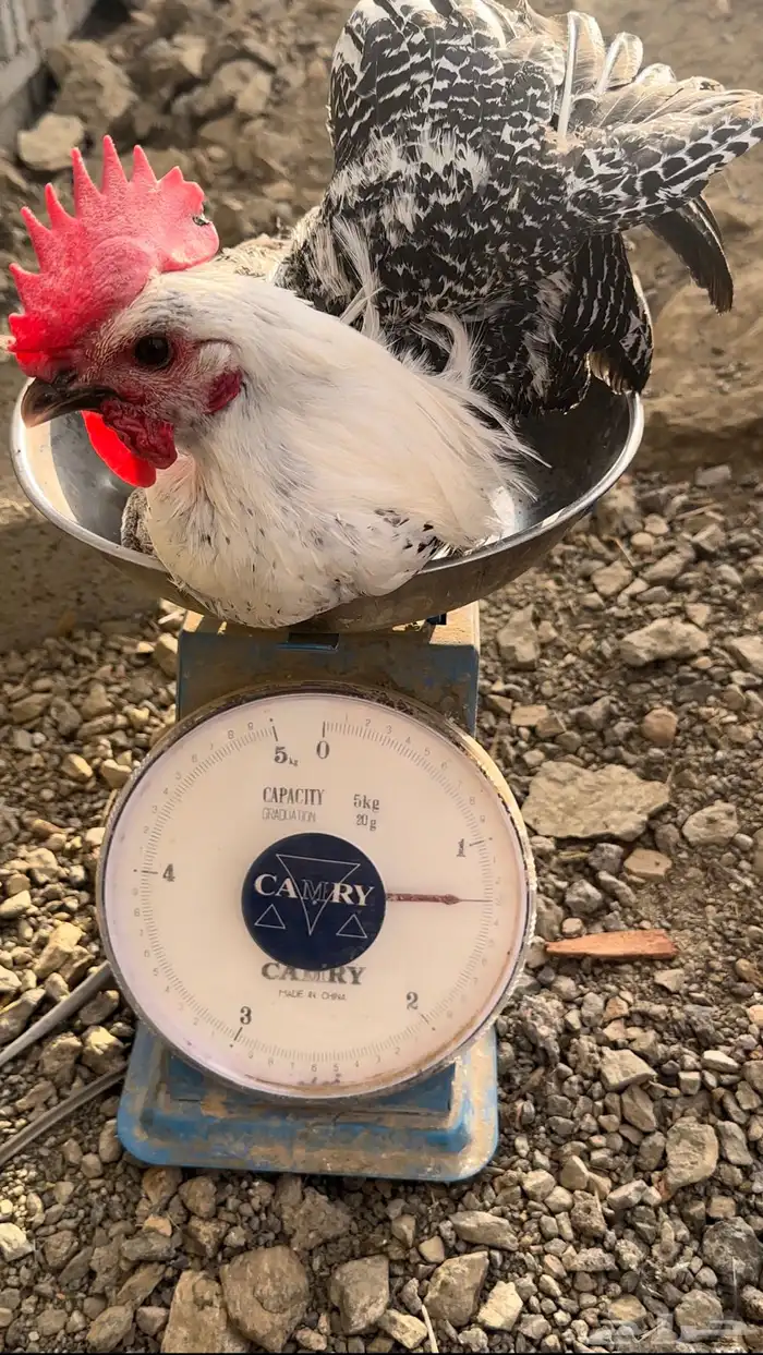 ديكة فيومي 3