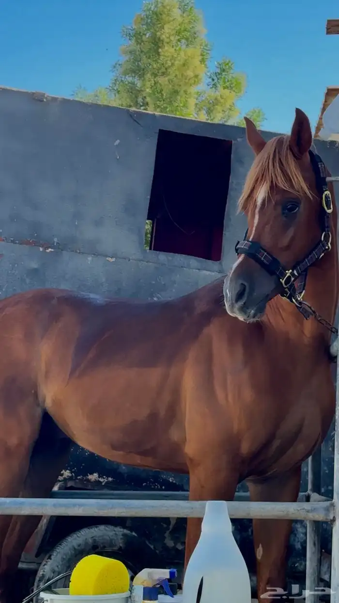 حصان واهو للبيع 0