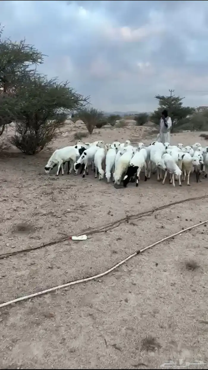 غنم رخال رفيديات 4