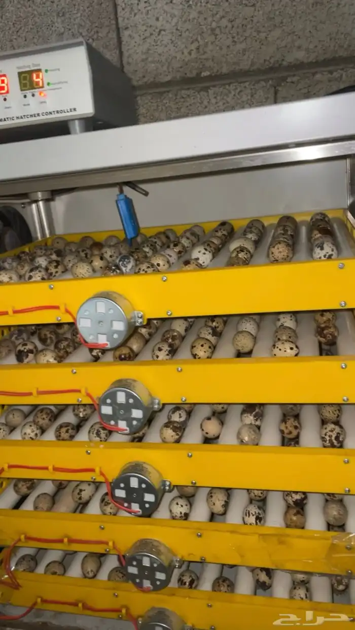 بيض سمان مخصب للفقاسات 1