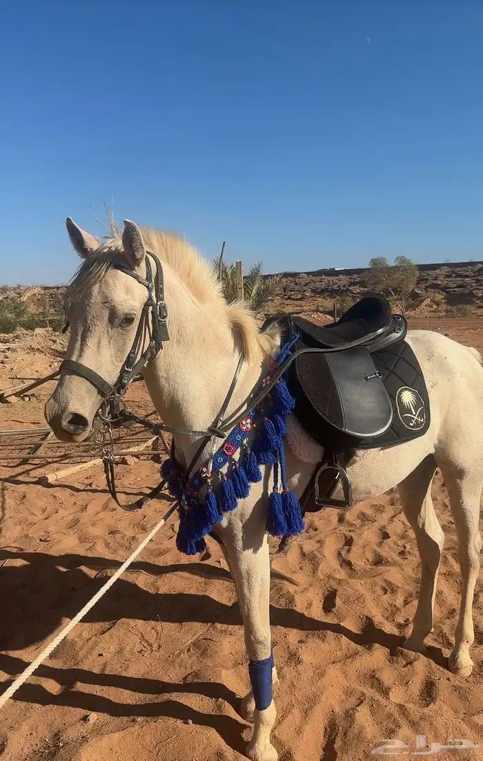 حصان شعبي فاخر 5