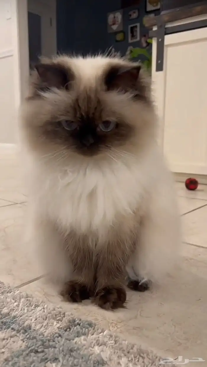 قط همالايا للبيع 1