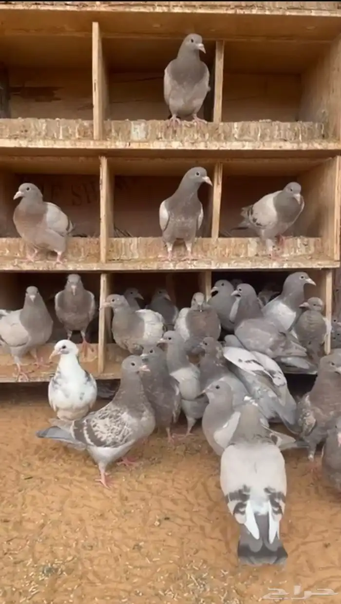 للبيع فراخه حمام فرنسي وزاجل 3