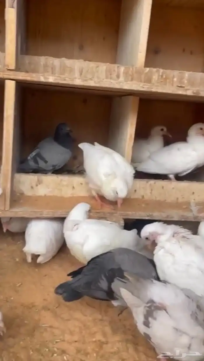 للبيع فراخه حمام فرنسي وزاجل 0