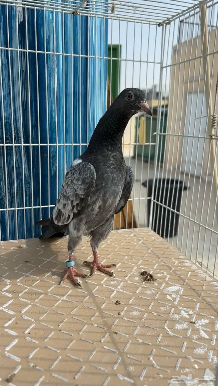 للبيع طبات تيدي فواخر قوية ووقفات كوبرا ( تم البيع ) 0