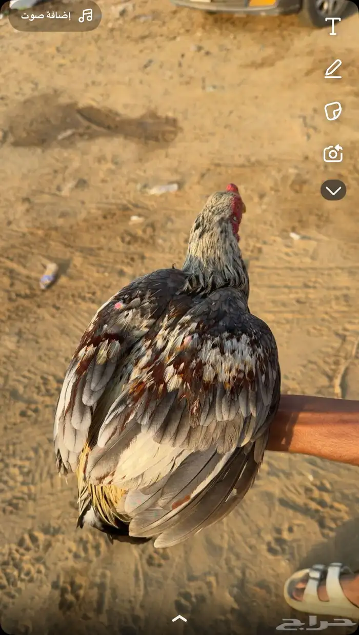 السلام عليكم اعرض ديك هندي العمر 7 شهور السوم وصل55 والحد80 0