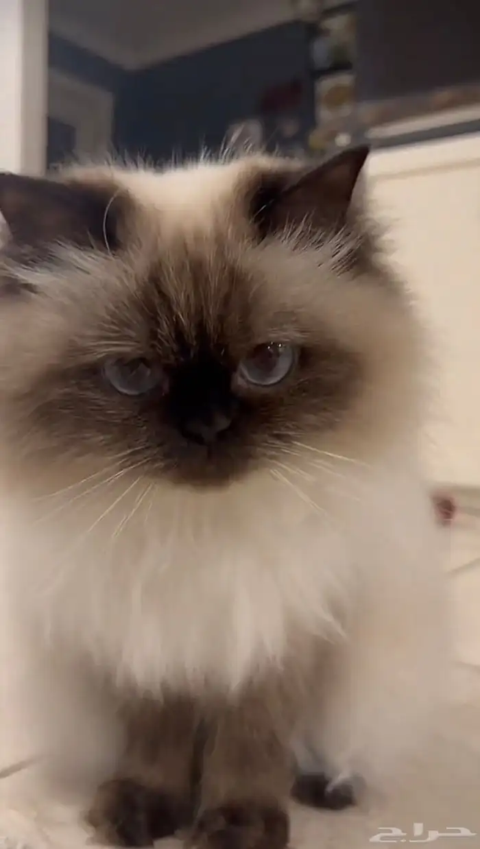 قط همالايا للبيع 0